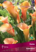 Калла Хамелеон (14/16) 1шт