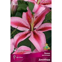 Лилия Восточная Джейберд (14/16) 2 шт