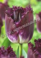 Тюльпан Бахромчатый Пёпл Кристал (пурпурный, с белесым основанием, 5шт 12+) 756313