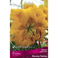 Лилия Азиатская Йеллоу Тайгер (14/16) 2шт