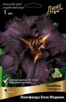 Лилейник гибридный Лонгфилдз Блэк Мэджик (I) 1 шт
