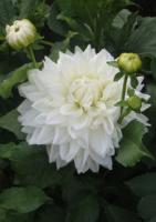 Георгина декоративная Буллз Прайд