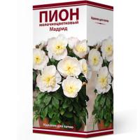 Пион молочноцветковый Мадрид