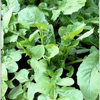 Сембат XXXL Индау (двурядник, рукола) Сицилия 3г