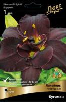 Лилейник гибридный Бугимен (I) 1 шт