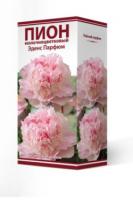 Пион молочноцветковый Эденс Парфюм (1шт,2-3) 