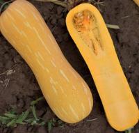 Тыква Мускатная Арабатская 50г