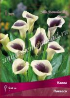 Калла Пикассо (14/16) 1шт