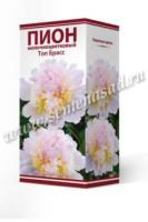 Пион молочноцветковый Топ Брасс (1шт,2-3) 