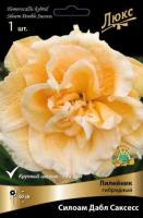 Лилейник гибридный Силоам Дабл Саксесс (I) 1 шт