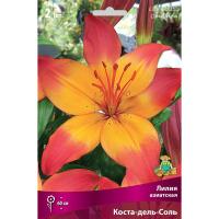 Лилия Азиатская Коста дель Соль (14/16) 2шт