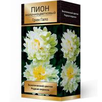 Пион молочноцветковый Грин Гало (1шт,2-3) 