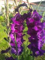 Гладиолус Пурпл Флора (10 шт.) 14+
