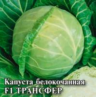Капуста белокочанная Трансфер F1 0,2г ч/б