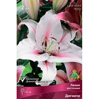 Лилия Восточная Дигнити (14/16) 2 шт