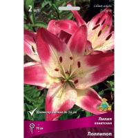 Лилия Азиатская Лоллипоп (14/16) 2шт