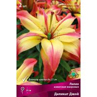 Лилия Азиатская махровая Деликат Джой (14/16) 2 шт