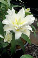 Лилия Восточная махровая Близзард (14/16) 1 шт 