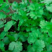 Кориандр Армянский 400г