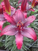 Лилия Азиатская Блэк Лист (14/16) 3 шт 