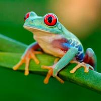 Лягушка Квакша