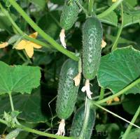 Seminis Фермерская Огурец СВ 4097 ЦВ F1 1000 шт 