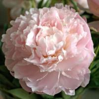 Пион молочноцветковый Шифон Парфе (1шт,2-3) 