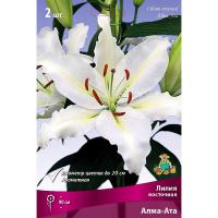 Лилия Восточная Алма-Ата (14/16) 2 шт