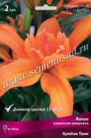 Лилия Азиатская махровая Крейзи Твин 