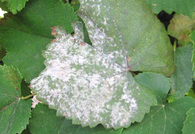 мучнистая роса.jpeg мучнистая роса.jpeg