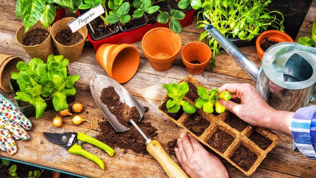 1636728912_39-na-dache-pro-p-rassada-v-dome-foto-45.jpg 1636728912_39-na-dache-pro-p-rassada-v-dome-foto-45.jpg