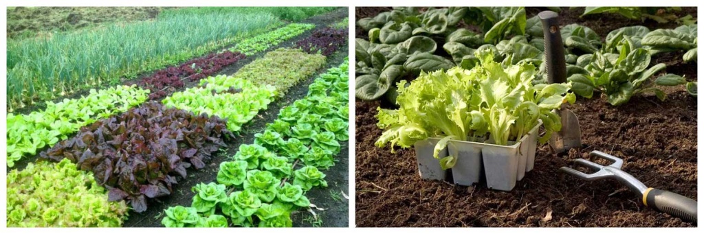 огород-в-мае.jpg огород-в-мае.jpg