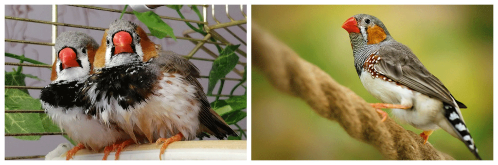 амадины.png амадины.png