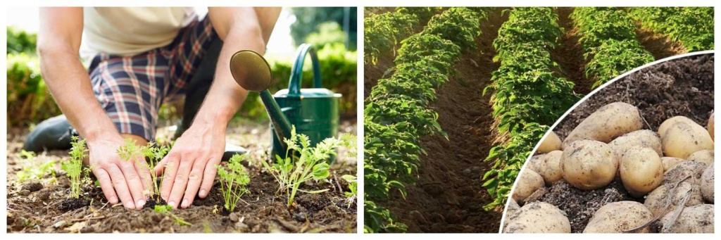 картофель.jpg картофель.jpg