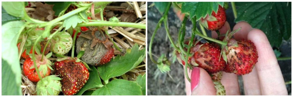 на-клубнике.jpg на-клубнике.jpg