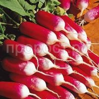 Редис Французский завтрак Редис Французский завтрак