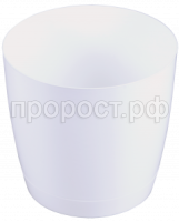 крокус бел кр