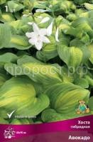 Хоста гибридная Авокадо Хоста гибридная Авокадо