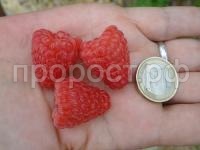 sort-maliny-ehnrosadira-3 sort-maliny-ehnrosadira-3