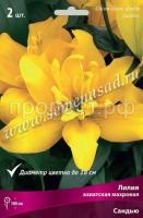 Лилия Азиатская махровая Сандью (14-16) 2 шт 736099