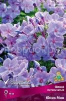 Флокс метельчатый Юник Мов Флокс метельчатый Юник Мов