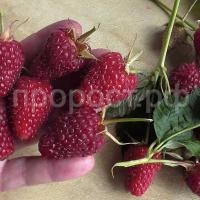 малина самохвал малина самохвал