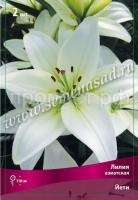 Лилия Азиатская Йети (12-14) 5 шт 717741