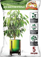 пальм пальм