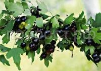 смородина черная смородина черная