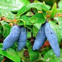 жимолость морена жимолость морена