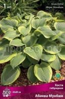 Хоста гибридная Абиква Мунбим Хоста гибридная Абиква Мунбим