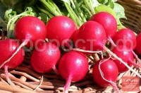 Редис Жара Редис Жара