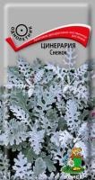 Цинерария Снежок Цинерария Снежок