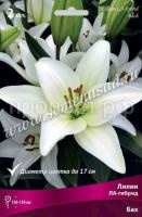 Лилия ЛА-Гибрид Бах (14-16) 2 шт 736156 Лилия ЛА-Гибрид Бах (14-16) 2 шт 736156